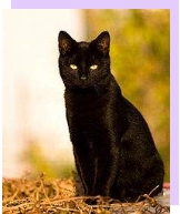 http://upload.wikimedia.org/wikipedia/uk/thumb/c/cf/Black-cat.jpg/200px-Black-cat.jpg
